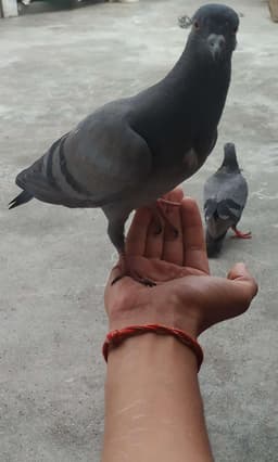 Urban Wildlife Care: Pigeon Feeding Initiative